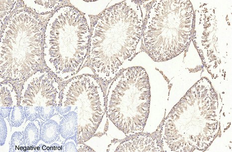 Fig.4. Immunohistochemical analysis of paraffin-embedded rat testis tissue. 1, β-actin Monoclonal Antibody (1C7) was diluted at 1:400 (4°C, overnight). Negative control was used by secondary antibody only.