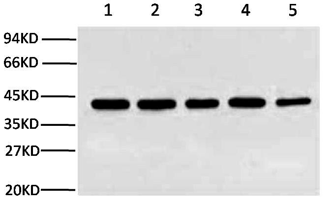 Fig.1. WB experiment of β-Actin expression, the samples are Rat brain (lane 1), HeLa cell lysate (lane 2), Mouse brain (lane 3) each 10 ug, the primary antibody is β-Actin mouse monoclonal antibody ( 1C7) (A01010, 1:5000), the secondary antibody is goat anti-mouse IgG (A21010, 1: 10000). 