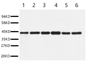 Fig.1. Western blot analysis of HepG2 (1), Rat liver (2), Mouse kidney (3), Rabbit testic (4), Sheep lung (5), 293T (6), diluted at 1:5000. Secondary antibody was diluted at 1:20000.