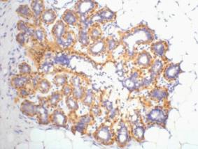 Fig.2. IHC-P staining of Human ovary tissue, diluted at 1:200.