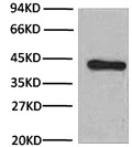 Fig. Western blot analysis (1:1000) of β-Actin expression in Hela cell lysates with HRP Conjugated Anti-β-Actin Mouse Monoclonal Antibody (1C7).