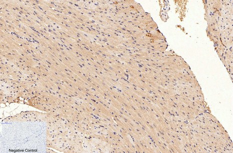 Fig.3. Immunohistochemical analysis of paraffin-embedded mouse heart tissue. 1, GAPDH Monoclonal Antibody (2B5) was diluted at 1:400 (4°C, overnight). Negative control was used by secondary antibody only.