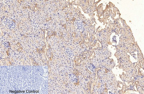 Fig.4. Immunohistochemical analysis of paraffin-embedded rat kidney tissue. 1, GAPDH Monoclonal Antibody (2B5) was diluted at 1:400 (4°C, overnight). Negative control was used by secondary antibody only.