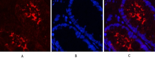 Fig.5. Immunofluorescence analysis of human colon tissue. 1, GAPDH Monoclonal Antibody (2B5) (red) was diluted at 1:400 (4°C, overnight). Picture A: Target. Picture B: DAPI. Picture C: merge of A+B.