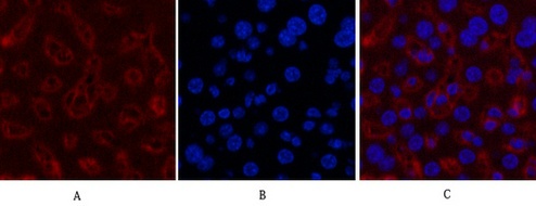 Fig.6. Immunofluorescence analysis of mouse liver tissue. 1, GAPDH Monoclonal Antibody (2B5) (red) was diluted at 1:400 (4°C, overnight). Picture A: Target. Picture B: DAPI. Picture C: merge of A+B.