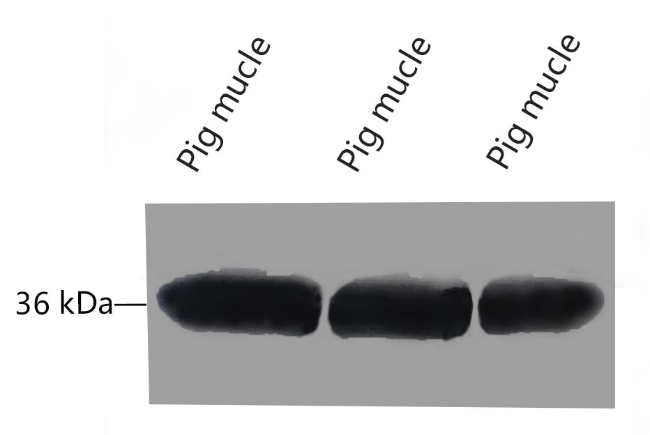 Fig.7 Western blot analysis of Pig muscle tissue, GAPDH Monoclonal Antibody (2B5) was diluted at 1:10000 (25°C, 3h).