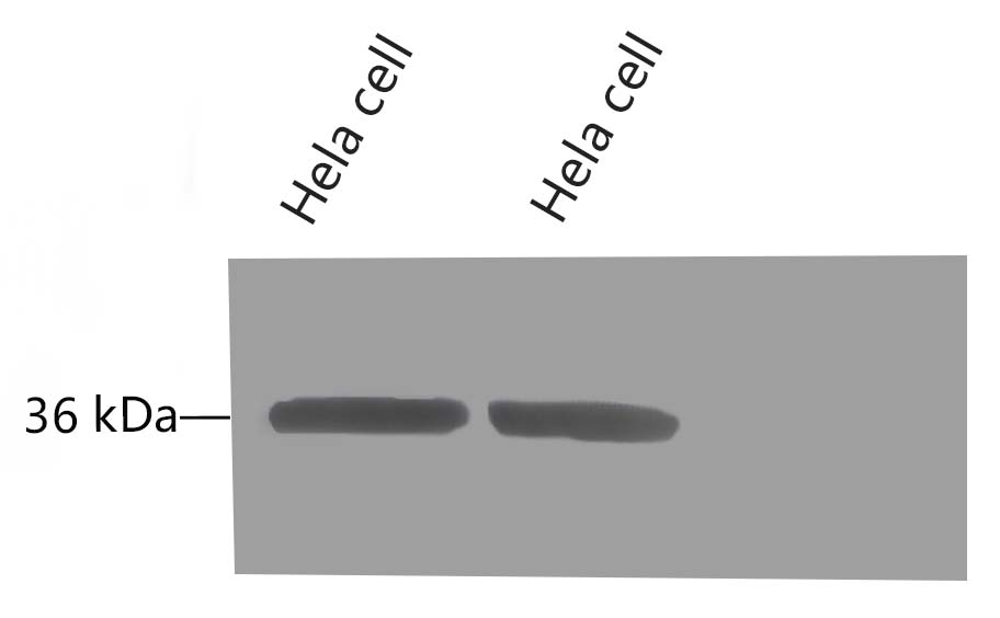 Fig.8 Western blot analysis of Hela, GAPDH Monoclonal Antibody (2B5) was diluted at 1:10000 (25°C, 3h).