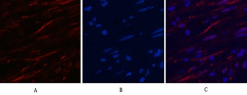 Fig.2. Immunofluorescence analysis of human appendix tissue. 1, β-Tubulin Monoclonal Antibody (3G6) (red) was diluted at 1:400 (4°C, overnight). Picture A: Target. Picture B: DAPI. Picture C: merge of A+B.