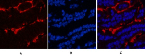 Fig.3. Immunofluorescence analysis of mouse lung tissue. 1, β-Tubulin Monoclonal Antibody (3G6) (red) was diluted at 1:400 (4°C, overnight). Picture A: Target. Picture B: DAPI. Picture C: merge of A+B.