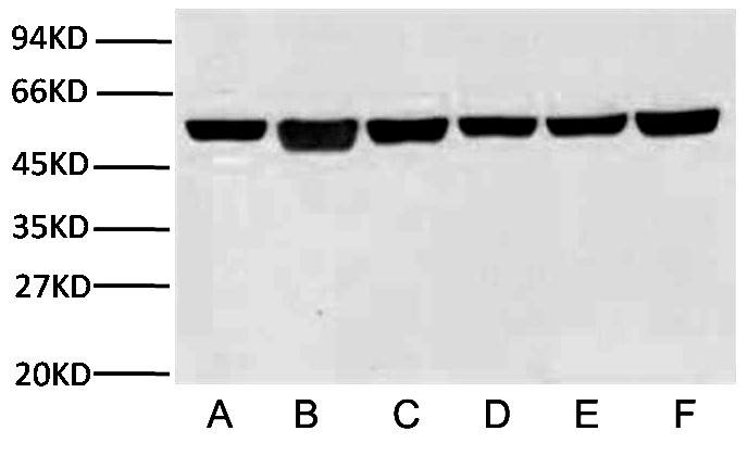 Fig.3. WB experiment of β-Tubulin, the samples are Rat brain (lane 1), A549 cell (lane 2), Mouse brain (lane 3) each 10 ug, the primary antibody is β-Tubulin mouse monoclonal antibody (2B5) (A01030, 1:10000), the secondary antibody is goat anti-mouse IgG (A21010, 1:10000).