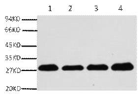 Fig.1. Western blot analysis of Hela (1), rat brain (2), NIH 3T3(3), 293T(4), diluted at 1:5000.
