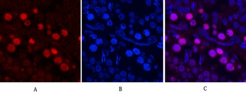 Fig.3. Immunofluorescence analysis of rat testis tissue. 1, PCNA Monoclonal Antibody (1D7) (red) was diluted at 1:200 (4°C, overnight). 2, Cy3 Labeled secondary antibody was diluted at 1:300 (room temperature, 50min). 3, Picture B: DAPI (blue) 10min. Picture A: Target. Picture B: DAPI. Picture C: merge of A+B.