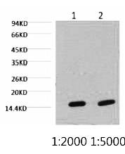 Fig.1. Western blot analysis of Hela, diluted at 1) 1:2000 2) 1:5000.