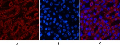 Fig.5. Immunofluorescence analysis of mouse kidney tissue. 1, COX IV Monoclonal Antibody (14Y2) (red) was diluted at 1:200 (4°C, overnight). 2, Cy3 Labeled secondary antibody was diluted at 1:300 (room temperature, 50min). 3, Picture B: DAPI (blue) 10min. Picture A: Target. Picture B: DAPI. Picture C: merge of A+B.