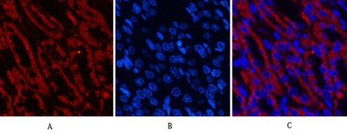 Fig.6. Immunofluorescence analysis of rat kidney tissue. 1, COX IV Monoclonal Antibody (14Y2) (red) was diluted at 1:200 (4°C, overnight). 2, Cy3 Labeled secondary antibody was diluted at 1:300 (room temperature, 50min). 3, Picture B: DAPI (blue) 10min. Picture A: Target. Picture B: DAPI. Picture C: merge of A+B.