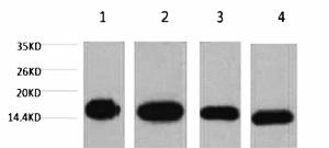Fig.1. Western blot analysis of 1) Hela, 2) Raw, 3) mouse brain tissue, 4) rat brain tissue, diluted at 1:5000.
