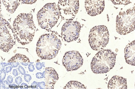 Fig.3. Immunohistochemical analysis of paraffin-embedded mouse testis tissue. 1, Histone H3 Monoclonal Antibody (2D10) was diluted at 1:200 (4°C, overnight). 2, Sodium citrate pH 6.0 was used for antibody retrieval (>98°C, 20min). 3, secondary antibody was diluted at 1:200 (room temperature, 30min). Negative control was used by secondary antibody only.