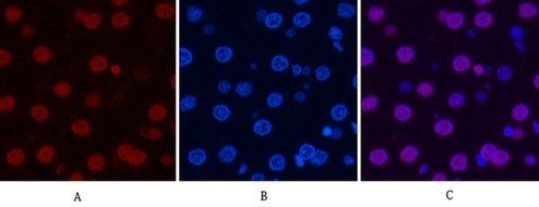 Fig.7. Immunofluorescence analysis of rat liver tissue. 1, Histone H3 Monoclonal Antibody (2D10) (red) was diluted at 1:200 (4°C, overnight). 2, Cy3 Labeled secondary antibody was diluted at 1:300 (room temperature, 50min). 3, Picture B: DAPI (blue) 10min. Picture A: Target. Picture B: DAPI. Picture C: merge of A+B.