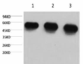 Fig.1. Western blot analysis of 1) Hela, 2) rat brian tissue, 3) mouse brain tissue, diluted at 1:5000.