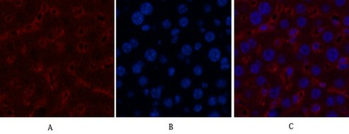 Fig.3. Immunofluorescence analysis of mouse liver tissue. 1, α-tubulin Monoclonal Antibody (3G5) (red) was diluted at 1:200 (4°C, overnight). 2, Cy3 Labeled secondary antibody was diluted at 1:300 (room temperature, 50min). 3, Picture B: DAPI (blue) 10min. Picture A: Target. Picture B: DAPI. Picture C: merge of A+B.