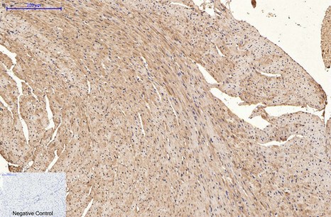 Fig.5. Immunohistochemical analysis of paraffin-embedded mouse heart tissue. 1, α-tubulin Monoclonal Antibody (3G5) was diluted at 1:200 (4°C, overnight). 2, Sodium citrate pH 6.0 was used for antibody retrieval (>98°C, 20min). 3, secondary antibody was diluted at 1:200 (room temperature, 30min). Negative control was used by secondary antibody only.