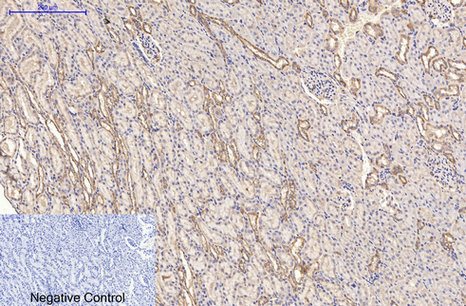 Fig.6. Immunohistochemical analysis of paraffin-embedded rat kidney tissue. 1, α-tubulin Monoclonal Antibody (3G5) was diluted at 1:200 (4°C, overnight). 2, Sodium citrate pH 6.0 was used for antibody retrieval (>98°C, 20min). 3, secondary antibody was diluted at 1:200 (room temperature, 30min). Negative control was used by secondary antibody only.