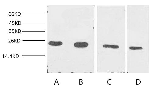 Fig. Western blot analysis of Cyclophilin B expression in Jurkat cells (lane A), 293T cells (lane B), Rat liver tissue (lane C) and 3T3 cells with Anti-Cyclophilin B Monoclonal Antibody (7B2) with 1:2000 dilutions.