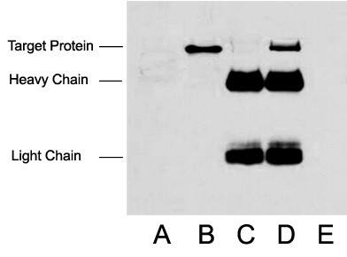 Fig.2. IP (1:400)-WB (1:10000) analysis of Flag fusion protein expression in 293 cells. Untransfected 293 cell lysate (lane A), transfected 293 cell lysate with Flag-tag protein (lane B), IP transfected 293 with normal Mouse IgG and Protein G agarose (lane C), IP transfected 293 with Anti Flag tag mAb and Protein G agarose (lane D), and IP transfected 293 with only Protein G agarose (lane E).