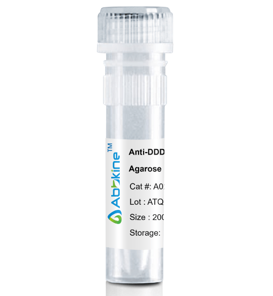 Fig. Anti-DDDDK Tag Mouse Monoclonal Antibody, Agarose are convenient for the immunoprecipitation (IP) of recombinant DDDDK tagged proteins.