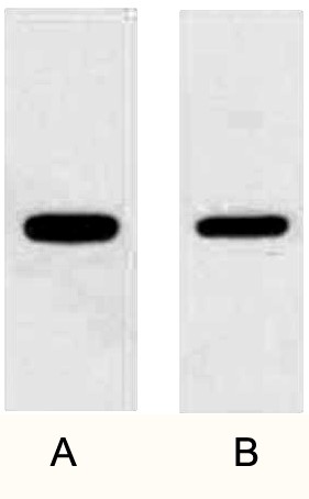 Fig. Western blot analysis of 1ug Flag fusion protein with Anti-Flag Rabbit Polyclonal Antibody in 1:3000 (lane A) and 1:6000 (lane B) dilutions.