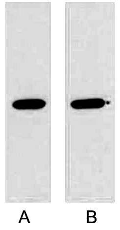 Fig. Western blot analysis of GST fusion protein with Anti-GST Mouse Monoclonal Antibody (2A8) in 1:5000 dilutions (lane A) and 1:10000 dilutions (lane A) with 0.5ug GST fusion protein, separately.