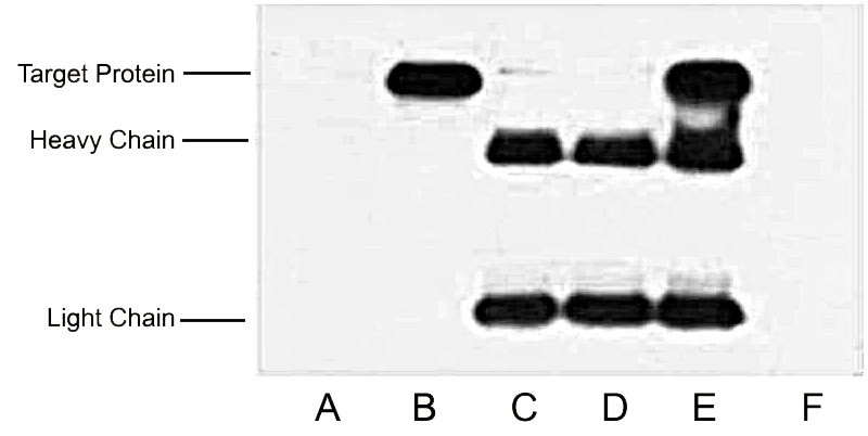 Fig.2.IP (1:400)-WB (1:10000) analysis of HA fusion protein expression in 293 cells. Untransfected 293 cell lysate (lane A), transfected 293 cell lysate with HA-tag protein (lane B); IP untransfected 293 cell lysate with Anti HA tag mAb (lane C); IP transfected 293 cell lysate with normal Mouse IgG (lane D), or with Anti HA tag mAb (lane E), and IP transfected 293 without both normal Mouse IgG and HA tag mAb (lane F).