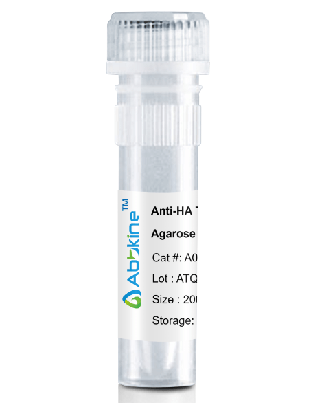 Fig. Anti-HA Tag Mouse Monoclonal Antibody, Agarose are convenient for the immunoprecipitation (IP) of recombinant HA tagged proteins.