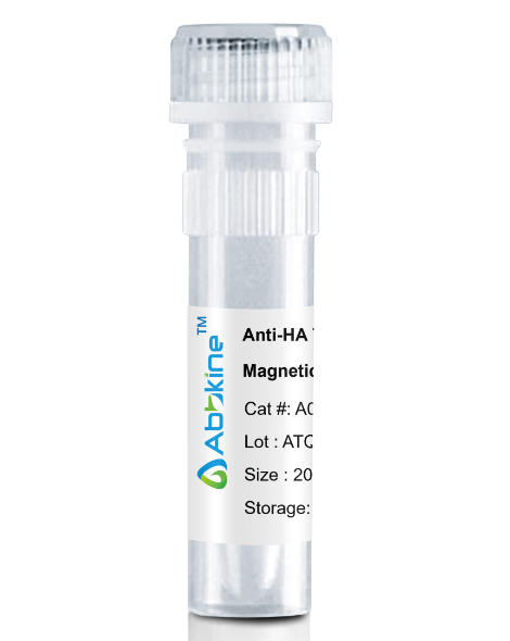 Fig. Anti-HA Tag Mouse Monoclonal Antibody, Magnetic Beads are convenient for the immunoprecipitation (IP) of recombinant HA tagged proteins.