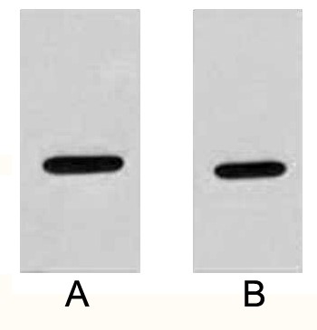 Fig. Western blot analysis of 2ug HA fusion protein with Anti-HA rabbit polyclonal antibody in 1:2000 (lane A) and 1:5000 (lane B) dilutions.