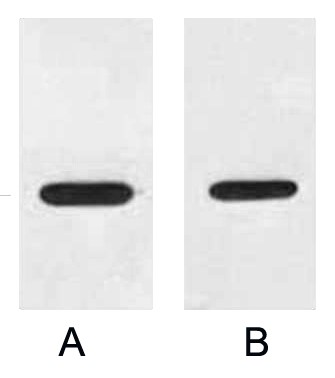 Fig. Western blot analysis of 1ug HA fusion protein with HRP Conjugated Anti-HA Tag Mouse Monoclonal Antibody (4F6) in 1:2000 (lane A) and 1:3000 (lane B) dilutions.