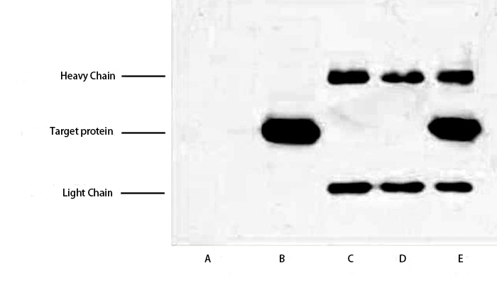 Fig.3. IP (1:300) - WB (1:5000) analysis of His fusion protein expression in 293 cells. Untransfected 293 cell lysate (lane A), transfected 293 cell lysate with His-tag protein (lane B); IP untransfected 293 cell lysate with Anti His tag mAb (lane C); IP transfected 293 cell lysate with normal Mouse IgG (lane D) or with Anti His tag mAb (lane E).