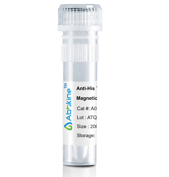 Fig. Anti-His Tag Mouse Monoclonal Antibody, Magnetic Beads are convenient for the immunoprecipitation (IP) of recombinant His tagged proteins.