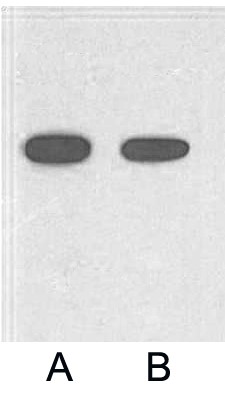 Fig. Western blot analysis of 2ug His fusion protein with HRP Conjugated Anti-His Tag Mouse Monoclonal Antibody (5C3) in 1:2000 (lane A) and 1:5000 (lane B) dilutions.