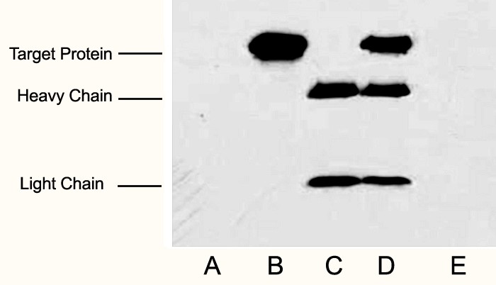 Fig.3. IP (1:200)-WB (1:5000) analysis of Myc fusion protein expression in 293 cells. Untransfected 293 cell lysate (lane A), transfected 293 cell lysate with Myc-tag protein (lane B); IP transfected 293 cell lysate with normal Mouse IgG (lane C) or with Anti Myc tag mAb (lane D) , and without both normal Mouse IgG and Myc tag mAb (lane E).