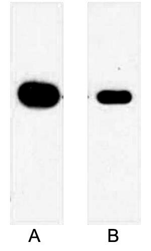 Fig.2. Western blot analysis of 1ug Myc fusion protein with Anti-Myc Mouse Monoclonal Antibody (2D5) in 1:5000 dilution (lane A) and 1:10000 dilution (lane B).