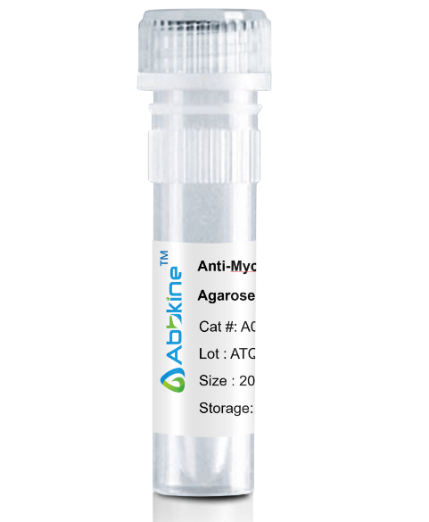 Fig. Anti-Myc Tag Mouse Monoclonal Antibody, Agarose are convenient for the immunoprecipitation (IP) of recombinant Myc tagged proteins.