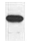 Fig. Western blot analysis of 1ug Myc fusion protein with HRP Conjugated Anti-Myc Tag Mouse Monoclonal Antibody (2D5) in 1:1000 dilutions.
