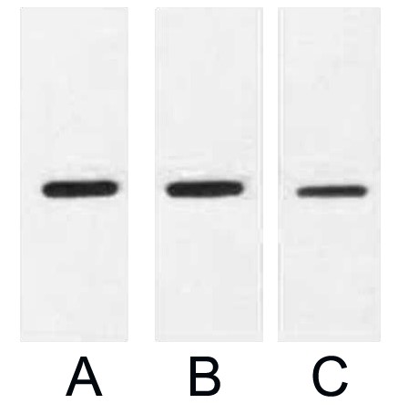 Fig. Western blot analysis of 0.5ug MBP fusion protein with Anti-MBP Tag Mouse Monoclonal Antibody (9Y5) in 1:2000 (lane A), 1:3000 (lane B) and 1:5000 (lane C) dilutions.