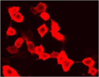 Fig.1. Immunofluorescence staining (1:200) of mCherry fusion protein in 293 cells with red.