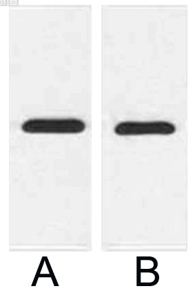 Fig.2. Western blot analysis of 1ug mCherry fusion protein with Anti-mCherry Tag Mouse Monoclonal Antibody (9D3) in 1:2000 (lane A) and 1:5000 (lane B) dilutions.