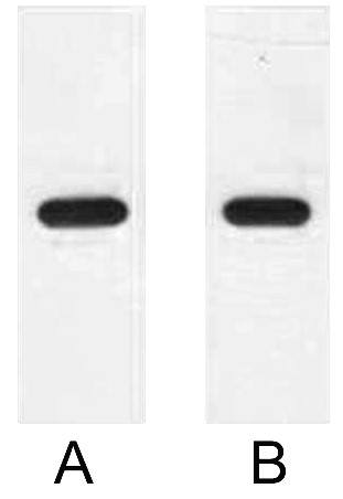 Fig. Western blot analysis of 2ug E2 fusion protein with Anti-E2 monoclonal antibody in 1:2000 (lane A) and 1:5000 (lane B) dilutions.