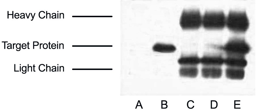 Fig.3. IP (1:200)-WB (1:5000) analysis of V5-Tag fusion protein expression in 293 cells. Untransfected 293 cell lysate (lane A), transfected 293 cell lysate with V5-tag protein(lane B); IP untransfected 293 cell lysate with Anti V5 tag mAb (lane C); IP transfected 293 cell lysate with normal Mouse IgG (lane D) or with Anti V5 tag mAb (lane E).