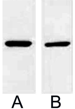 Fig.2. Western blot analysis of 1ug V5 fusion protein with Anti-V5 mouse monoclonal antibody in 1:5000 (lane A) and 1:10000 (lane B) dilutions. 