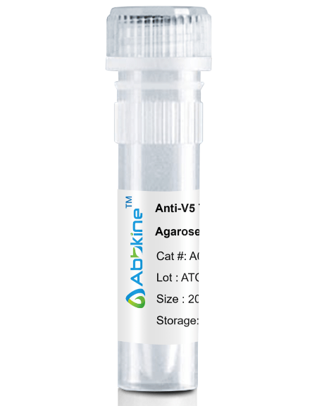 Fig. Anti-V5 Tag Mouse Monoclonal Antibody, Agarose are convenient for the immunoprecipitation (IP) of recombinant V5 tagged proteins.